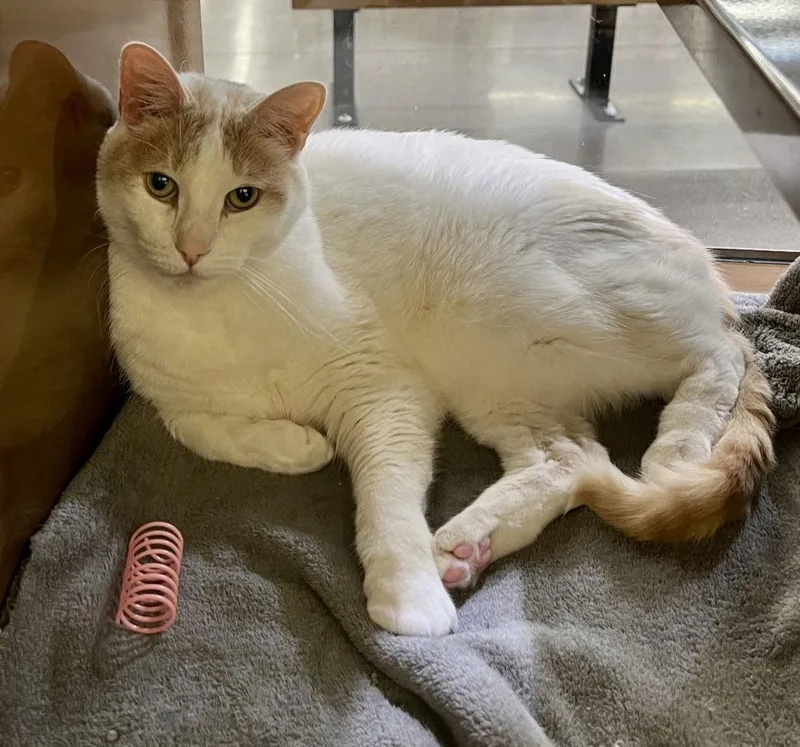 An adult medium-sized male Orange & White Domestic Short Hair cat named Henry for adoption in San Jose, CA