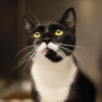 An adult small-sized female White Domestic Short Hair cat named Milkshake for adoption in Atlanta, GA