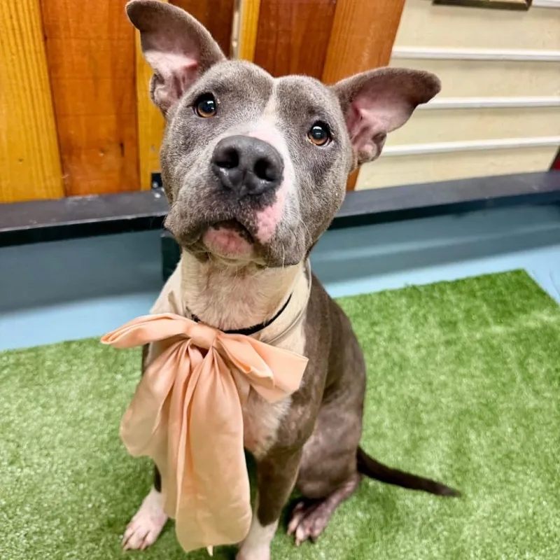 An adult medium-sized female Gray / Blue / Silver American Staffordshire Terrier dog named Kiley for adoption in Pittsburgh, PA