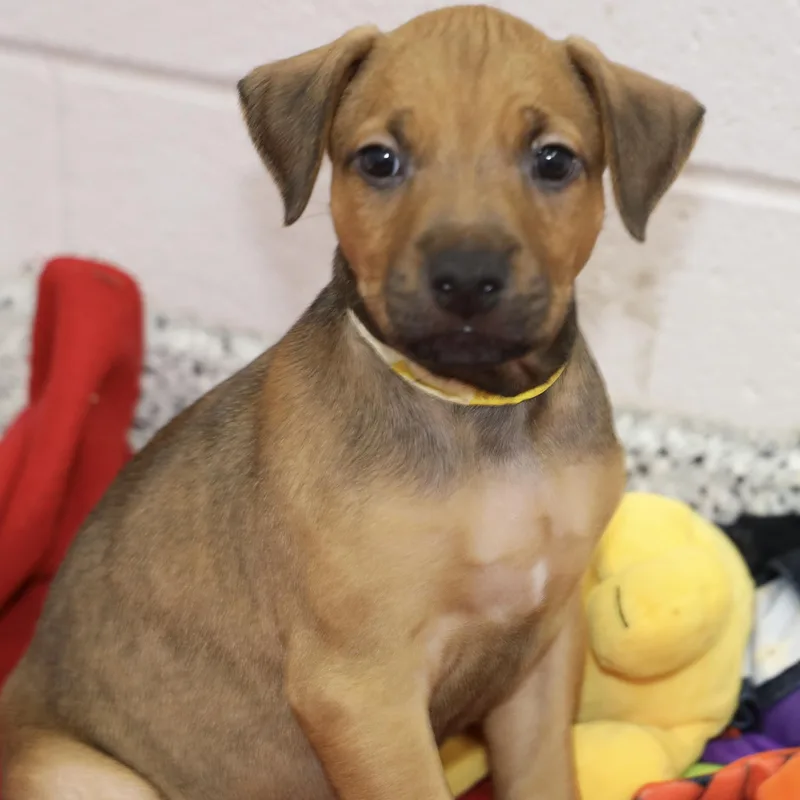 A baby large-sized male Red / Chestnut / Orange Mixed Breed dog named Aries for adoption in Allegan, MI