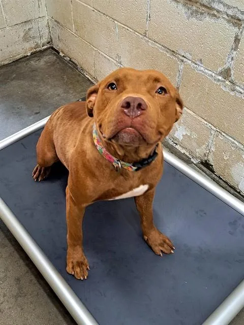 A young medium-sized female Pit Bull Terrier dog named Calen for adoption in Easton, MD