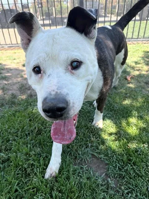 An adult large-sized male Pit Bull Terrier dog named Spud for adoption in Riverside, CA