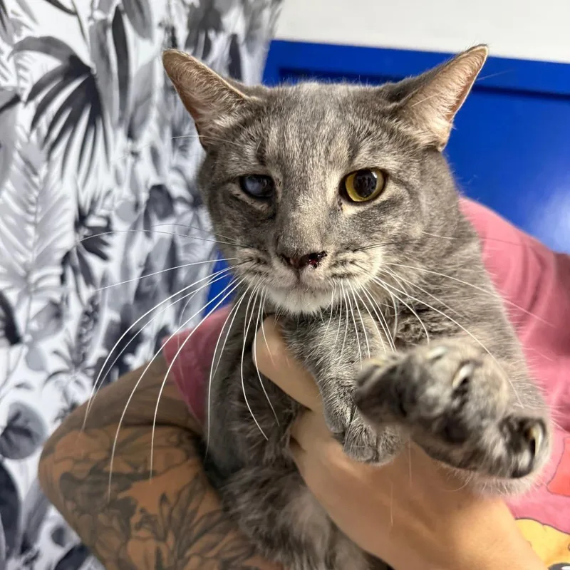 A young large-sized male Gray / Blue / Silver Domestic Short Hair cat named Richard for adoption in Wahiawa, HI