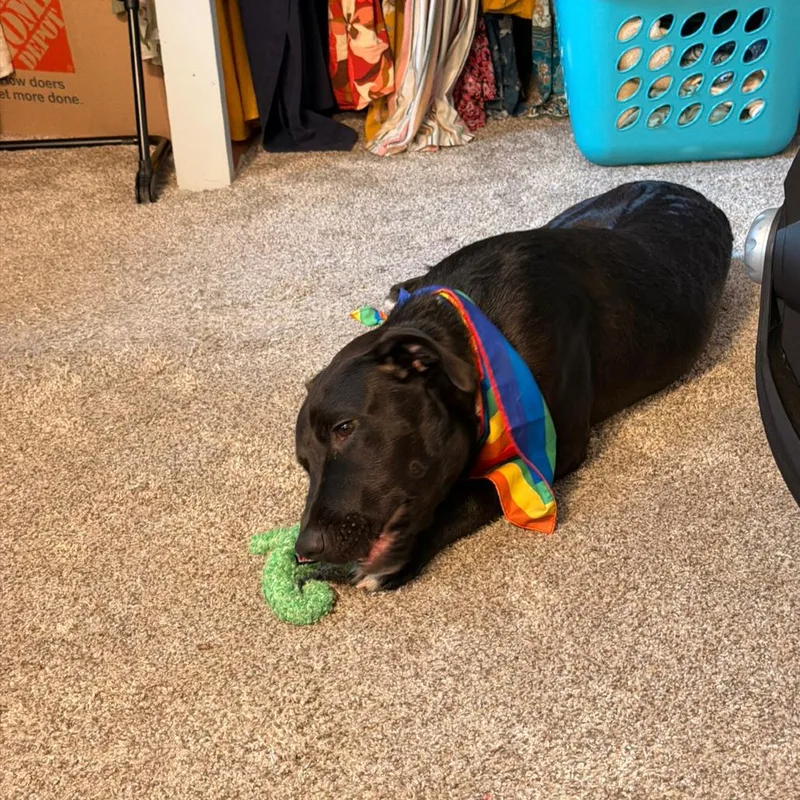 A young medium-sized male Black Pit Bull Terrier dog named Colton for adoption in Brainerd, MN