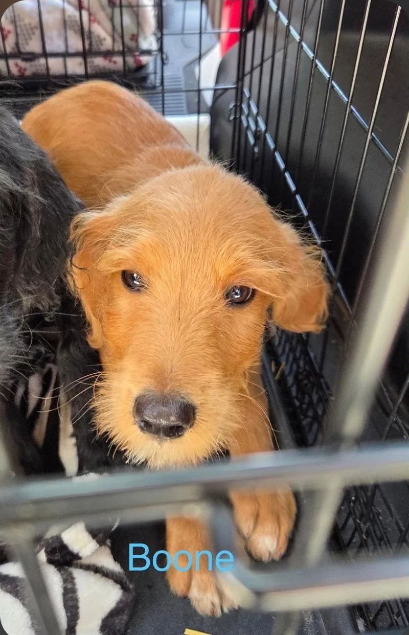 A baby medium-sized male Poodle dog named Boone Banner for adoption in Saunderstown, RI