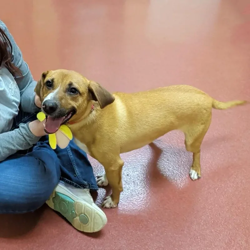 French Fry thumbnail 2