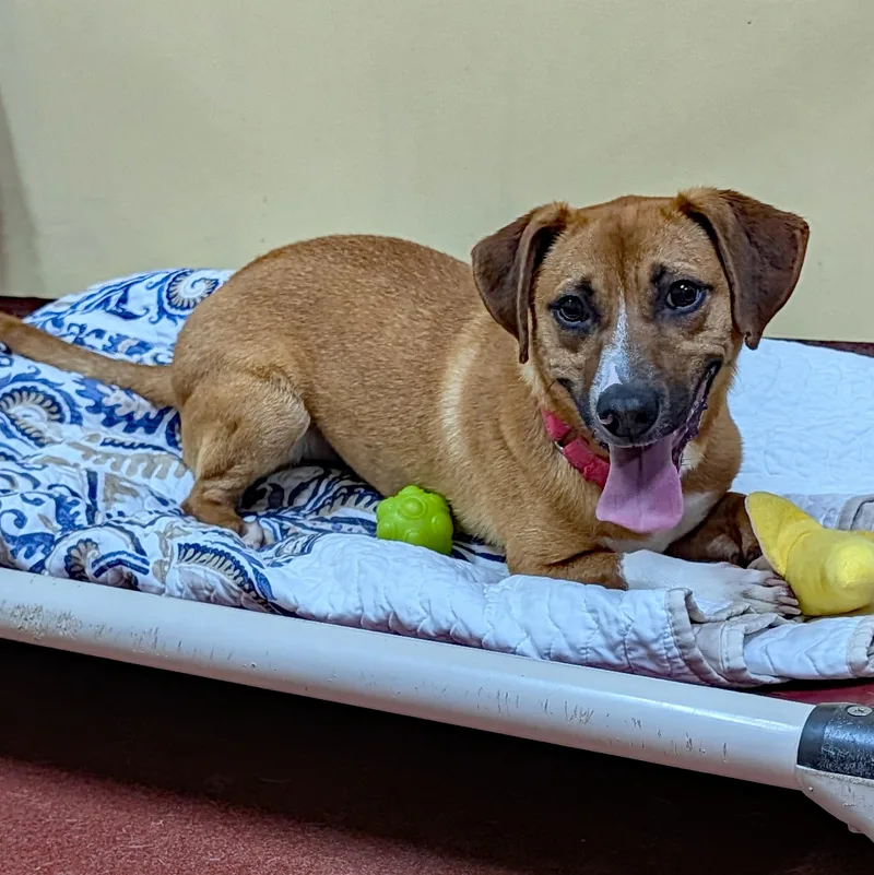 French Fry thumbnail 4