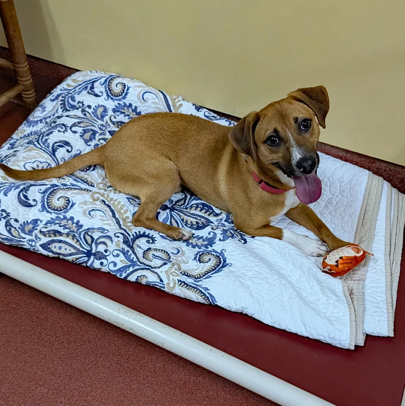 French Fry thumbnail 5