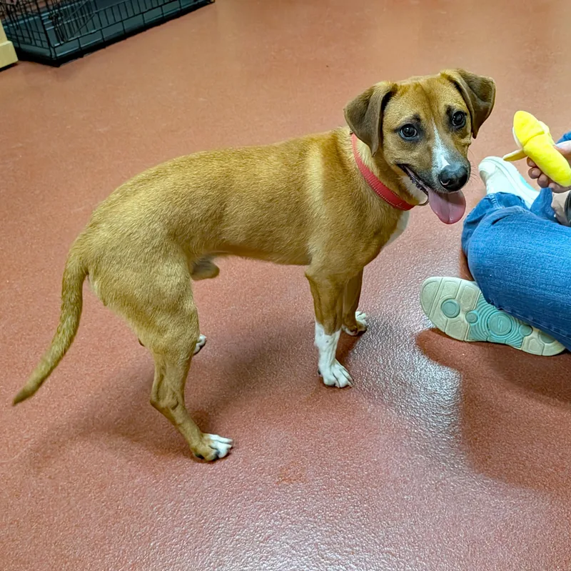 French Fry thumbnail 6