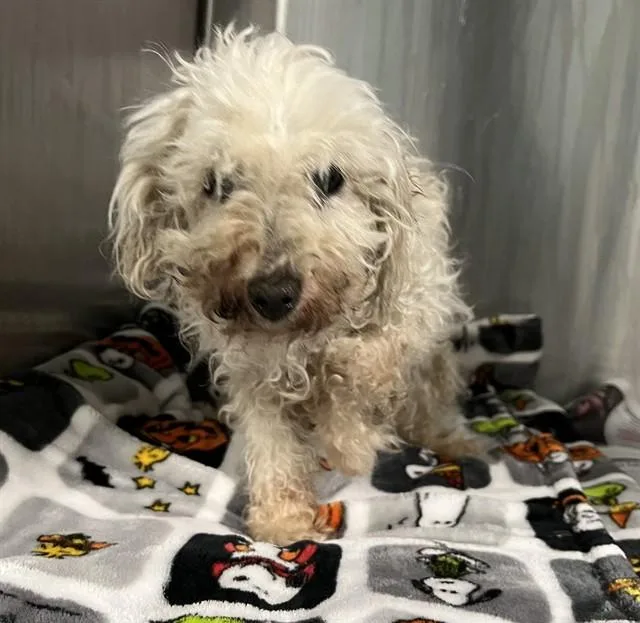 A senior small-sized female Maltese dog named Evangelina for adoption in Lancaster, CA