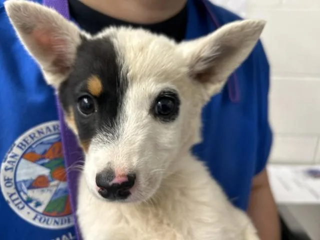 A baby small-sized female Australian Cattle Dog / Blue Heeler dog named Naomi for adoption in San Bernardino, CA