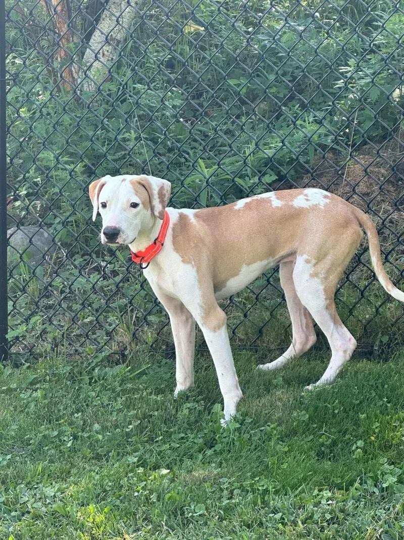 A baby medium-sized male Mixed Breed dog named Ace for adoption in Highland, NY