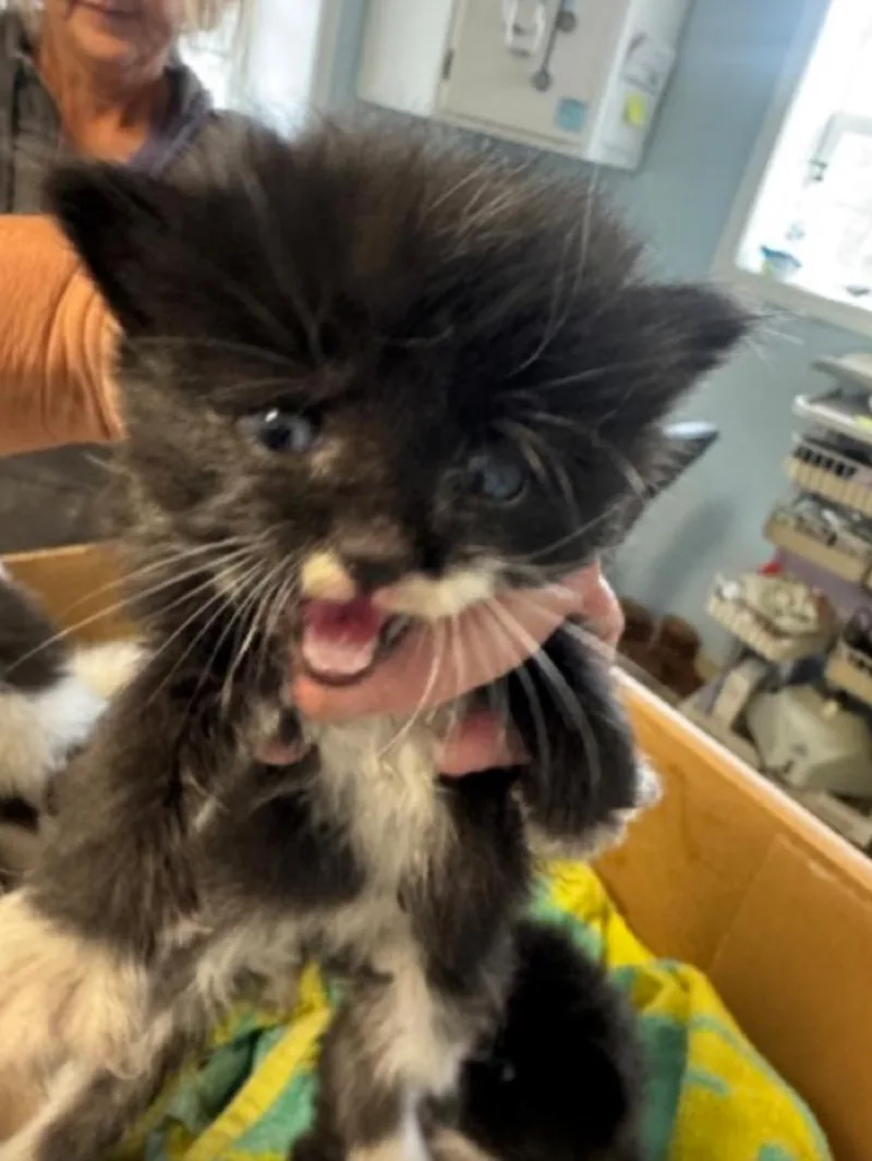 A baby small-sized female Black & White / Tuxedo Domestic Long Hair cat named Indian Ocean for adoption in Marshall, NC