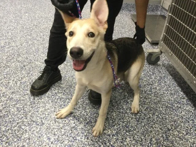 A young medium-sized female German Shepherd Dog dog named A for adoption in Thousand Palms, CA
