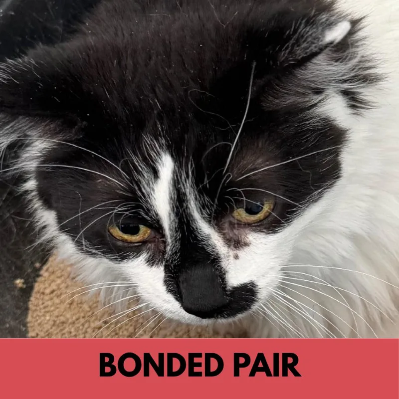 An adult large-sized female White Domestic Short Hair cat named Stella for adoption in Lakewood, CO