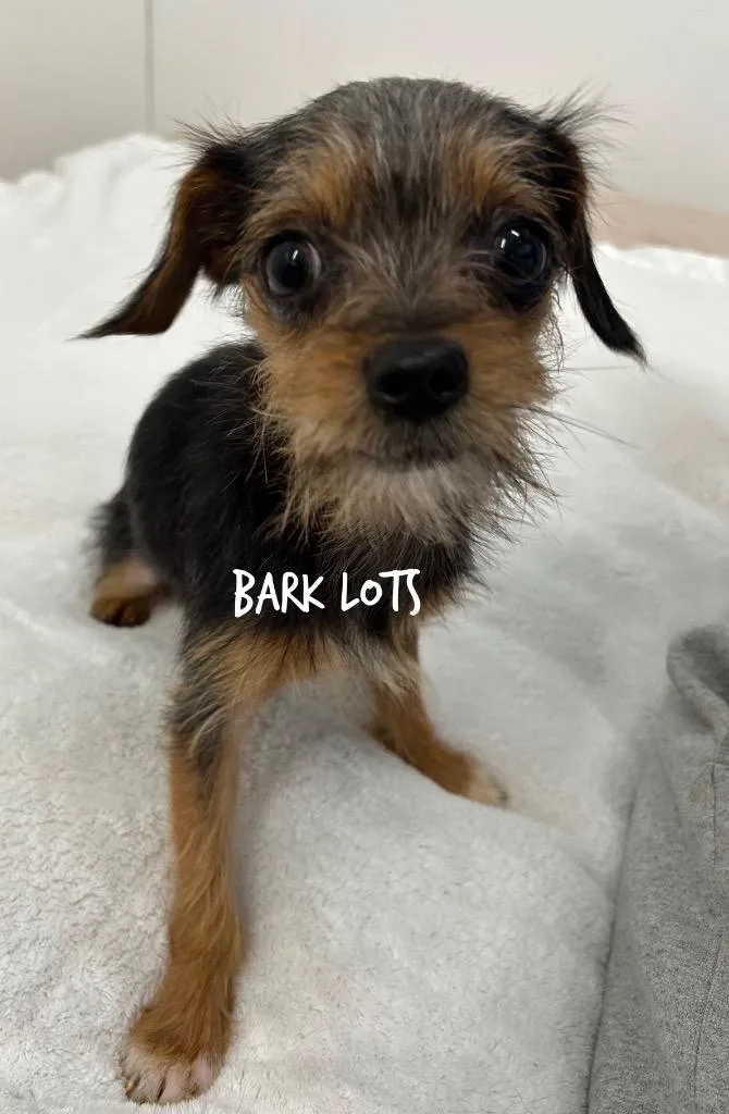 An adult small-sized male Yorkshire Terrier dog named Bark Lots for adoption in Jacksonville, IL