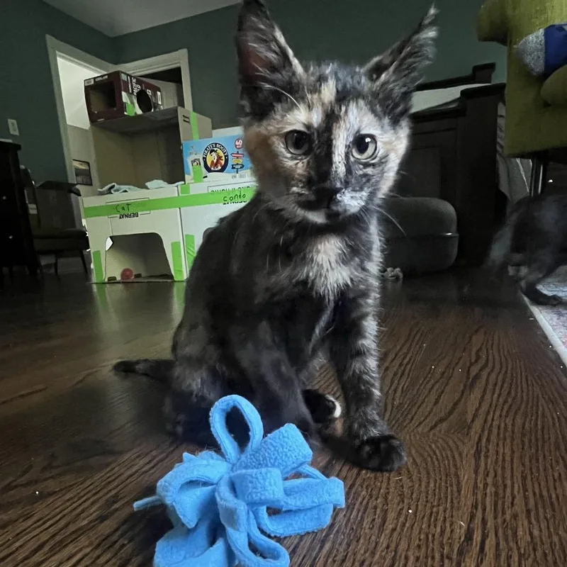 A baby small-sized female Tortoiseshell Domestic Short Hair cat named Aven for adoption in Naperville, IL