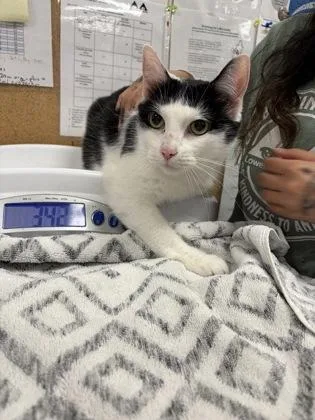 An adult medium-sized male Domestic Short Hair cat named Binx for adoption in Lowell, MA