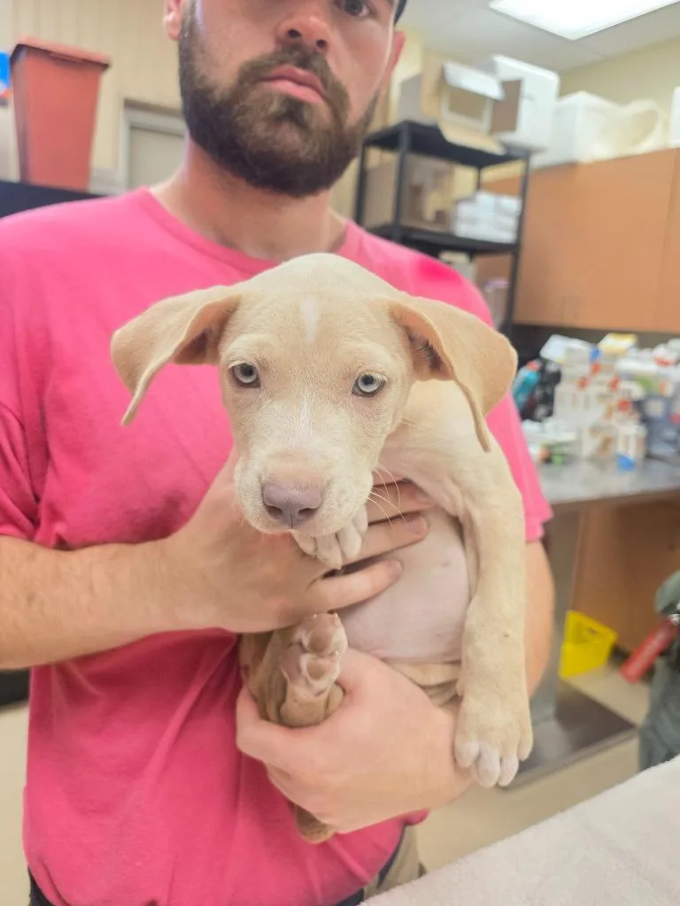 A baby small-sized female Mixed Breed dog named Jessie for adoption in Bossier City, LA