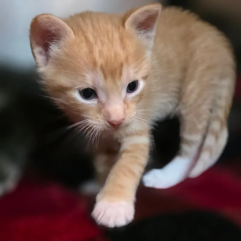 A baby small-sized male Orange / Red Domestic Short Hair cat named Squire for adoption in Buellton, CA