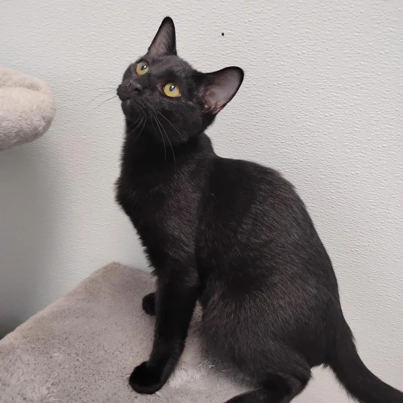 A baby small-sized male Black Domestic Short Hair cat named Otis for adoption in Winchester, TN