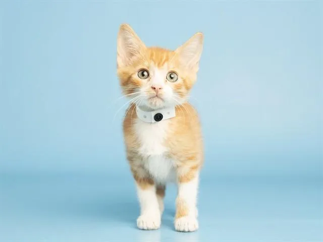 Newton