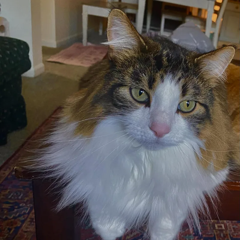 Copper Courtesy Listed thumbnail 2