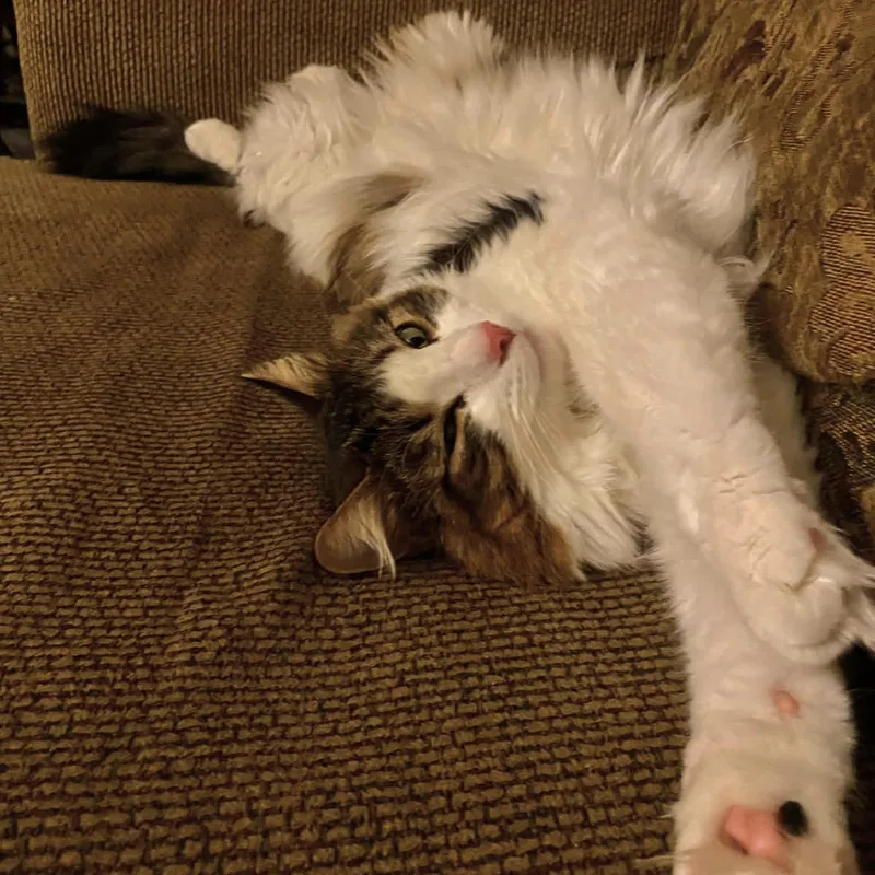 Copper Courtesy Listed thumbnail 3