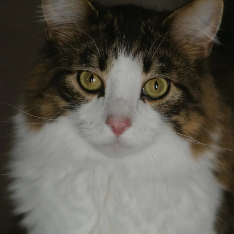 Copper Courtesy Listed