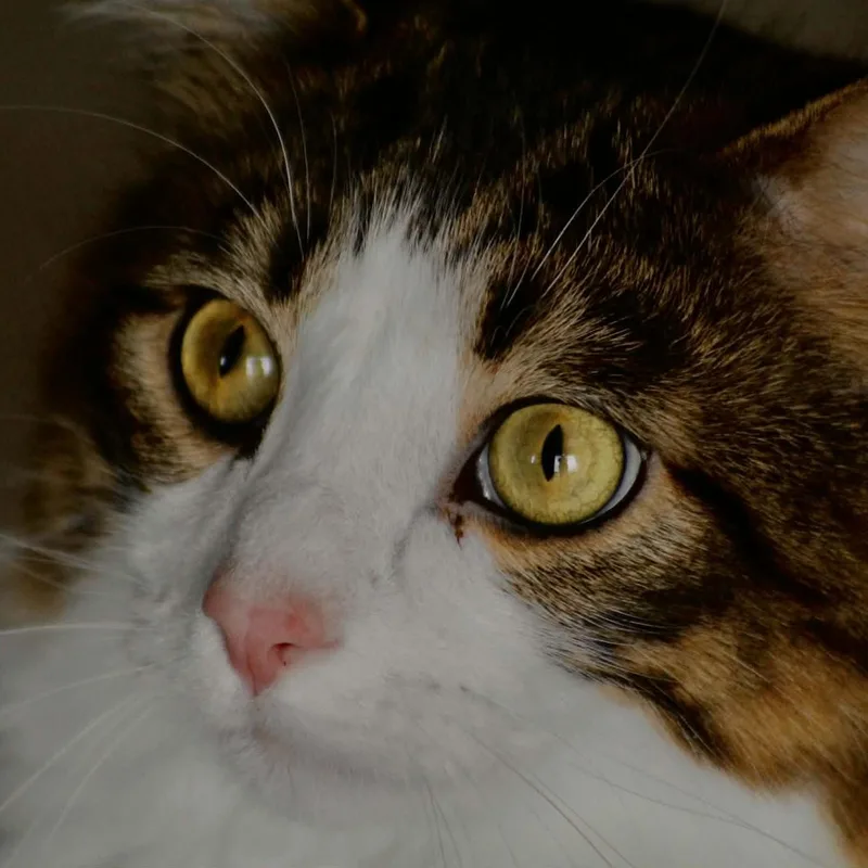 Copper Courtesy Listed thumbnail 5