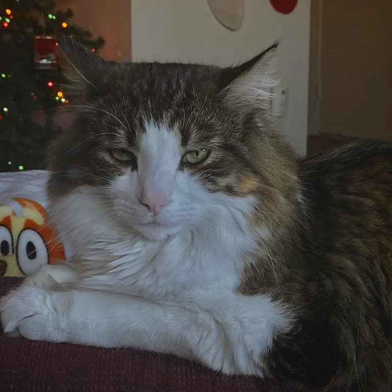 Copper Courtesy Listed thumbnail 6