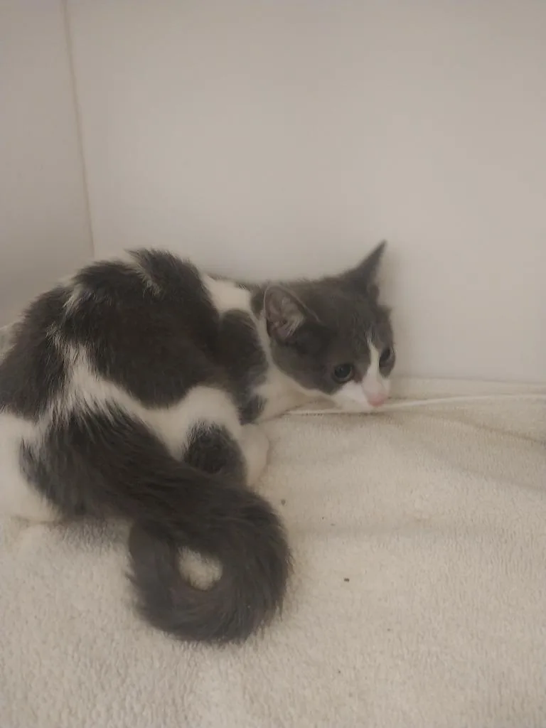 A baby small-sized female Domestic Short Hair cat named Gigi for adoption in Oxford, NC