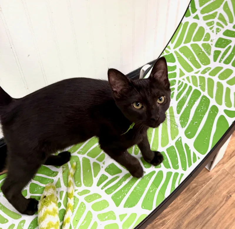 A young small-sized male Black Domestic Short Hair cat named Cricket for adoption in Wayland, MI
