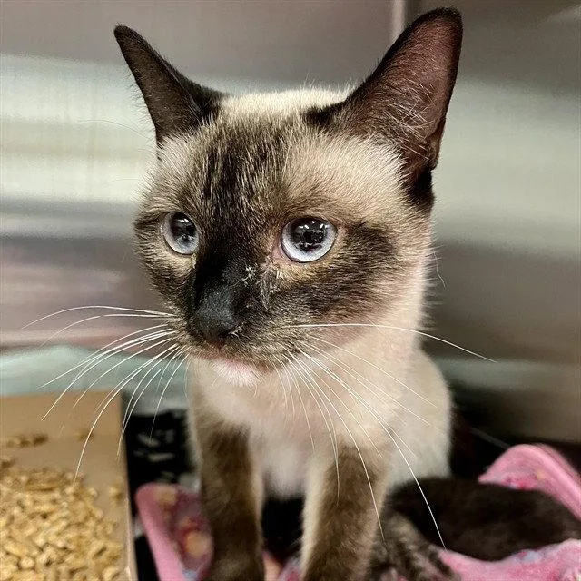 An adult medium-sized female Siamese cat named Paris for adoption in Tavares, FL