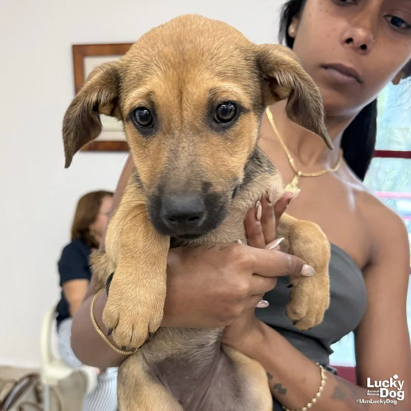 A baby medium-sized female Labrador Retriever dog named Daria for adoption in Washington, DC