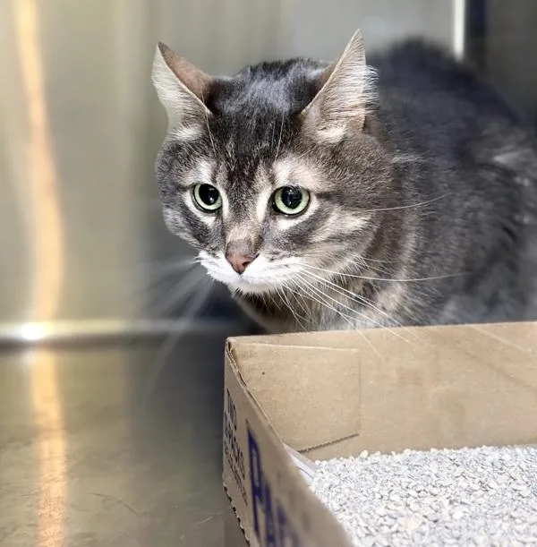 An adult medium-sized male Domestic Short Hair cat named Junior for adoption in Sioux City, IA