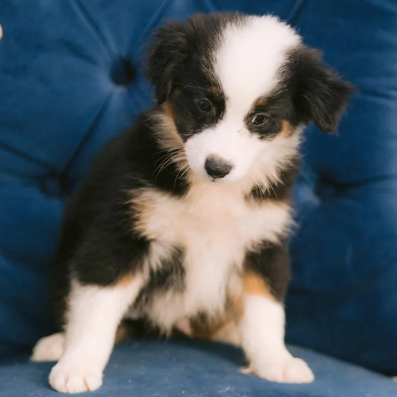 A baby small-sized male Australian Shepherd dog named Barley for adoption in Zionsville, IN