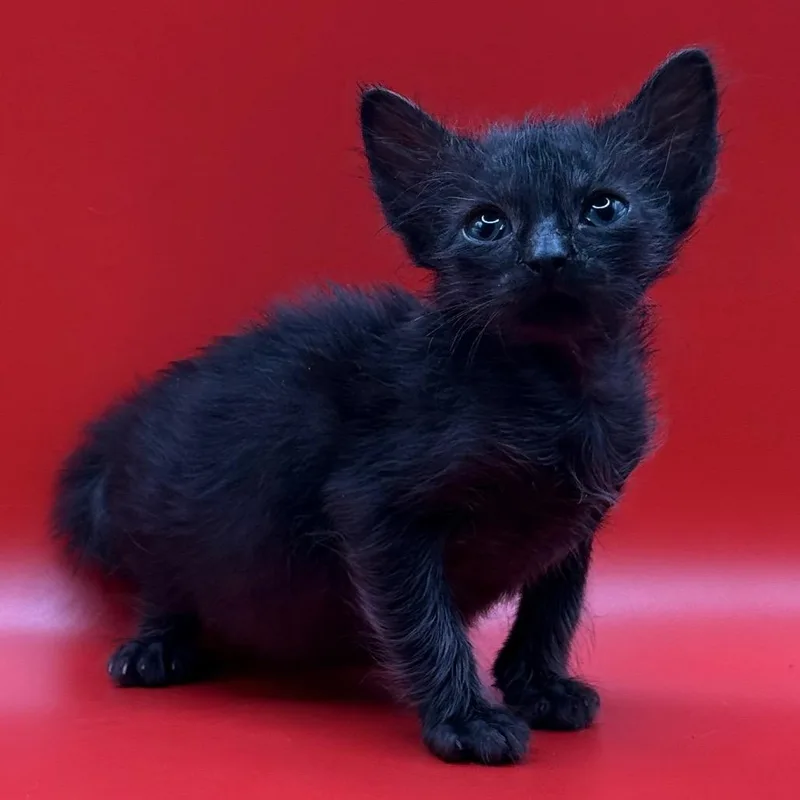 A baby small-sized female Black Domestic Medium Hair cat named Mamamia for adoption in Los Angeles, CA