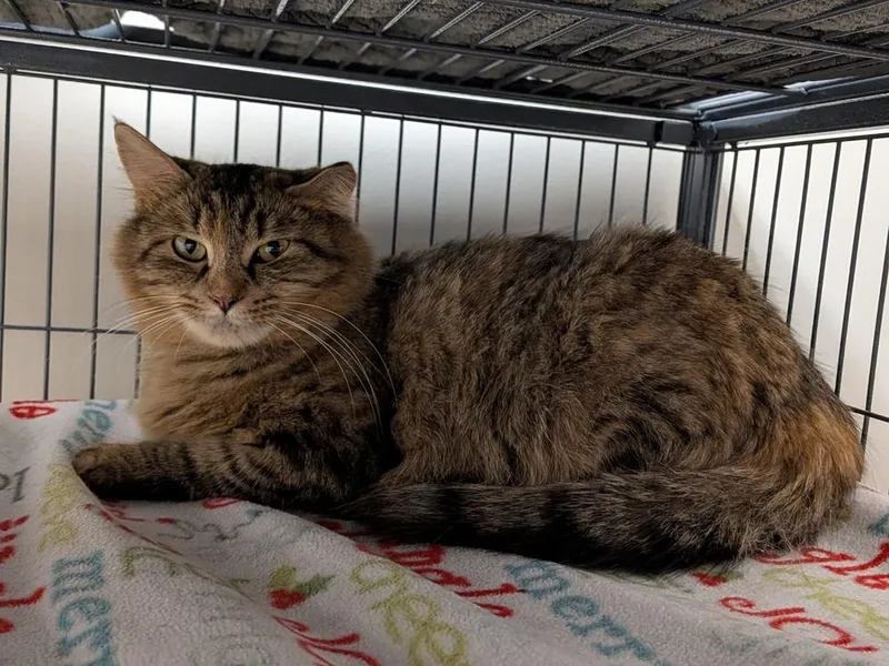 An adult medium-sized female Tabby (Brown / Chocolate) Domestic Medium Hair cat named Goldie Hawn for adoption in Clinton Township, MI
