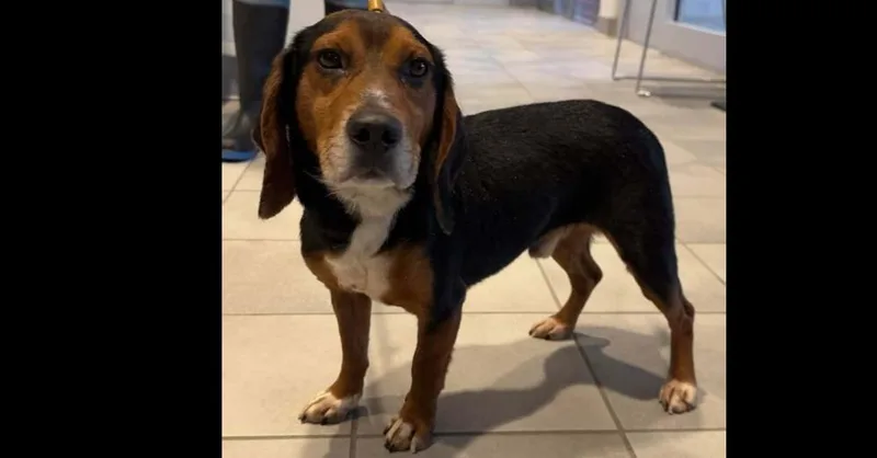 An adult medium-sized male Tricolor (Brown, Black, & White) Beagle dog named Benito for adoption in Woodbridge, VA