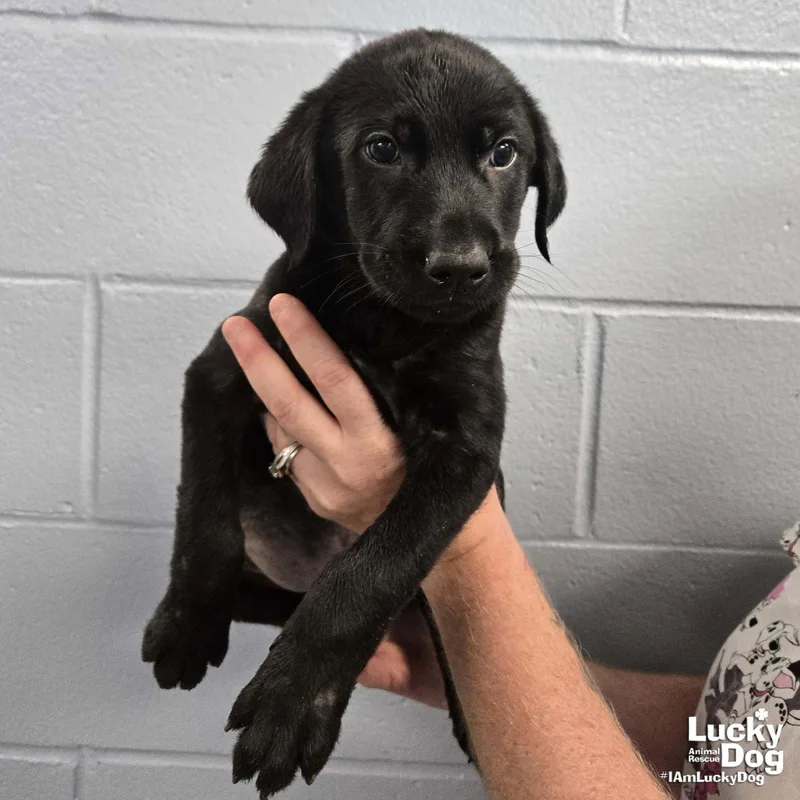 A baby large-sized male Labrador Retriever dog named Oak for adoption in Washington, DC