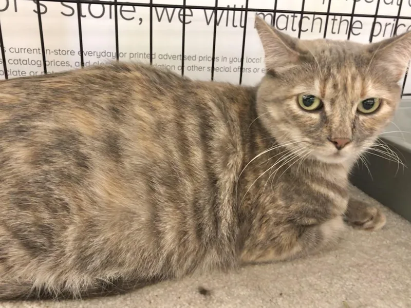 Princess thumbnail 2