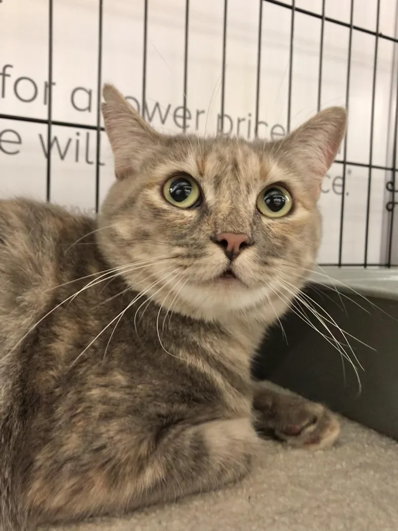 Princess thumbnail 3