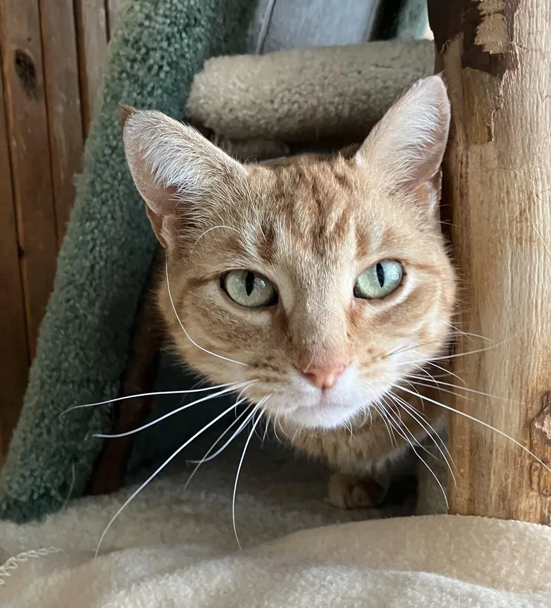 Firestarter thumbnail 2