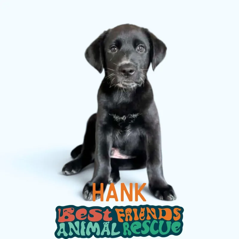 Hank