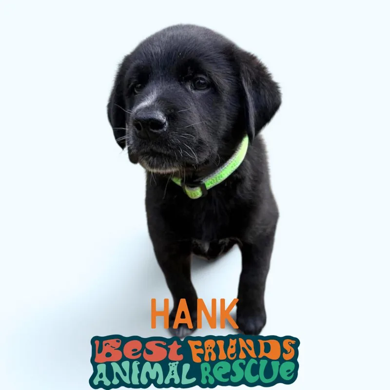 Hank thumbnail 2
