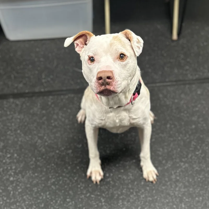 A senior medium-sized male White / Cream Mixed Breed dog named Tyson for adoption in Youngstown, OH