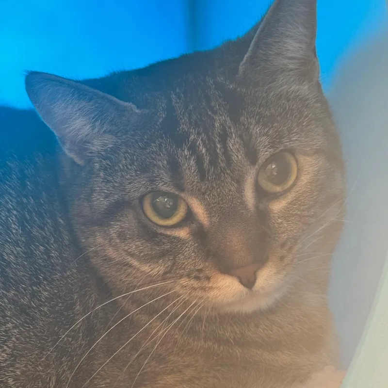 An adult large-sized female Brown / Chocolate Domestic Short Hair cat named Miles for adoption in Brookfield, WI