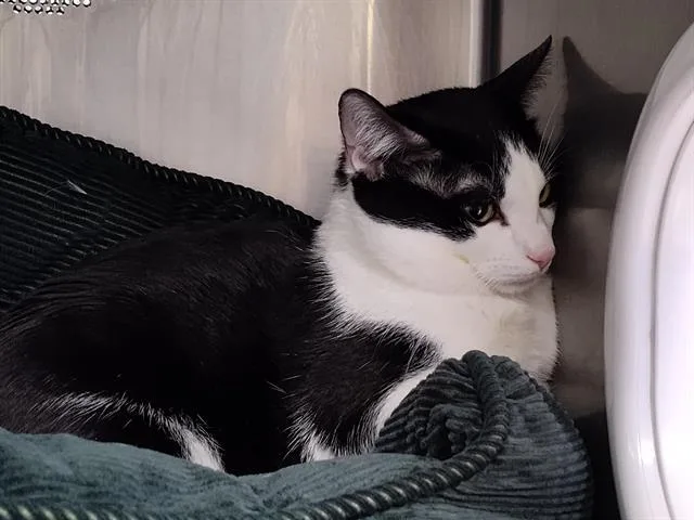 An adult large-sized male Domestic Short Hair cat named Marcus for adoption in Albuquerque, NM