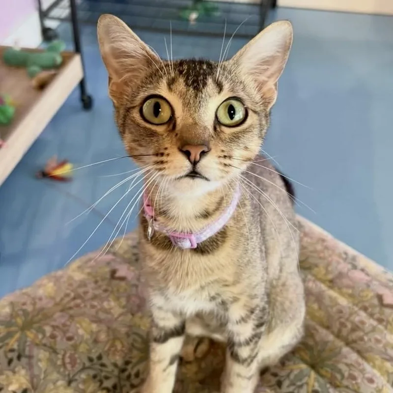 A young medium-sized female Tabby (Buff / Tan / Fawn) Abyssinian cat named Maple for adoption in Liverpool, TX